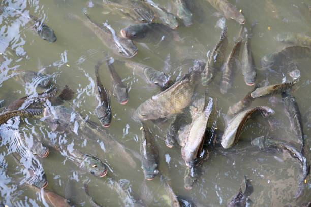 istock Tilapia Fish swimming in a pond. 689940292