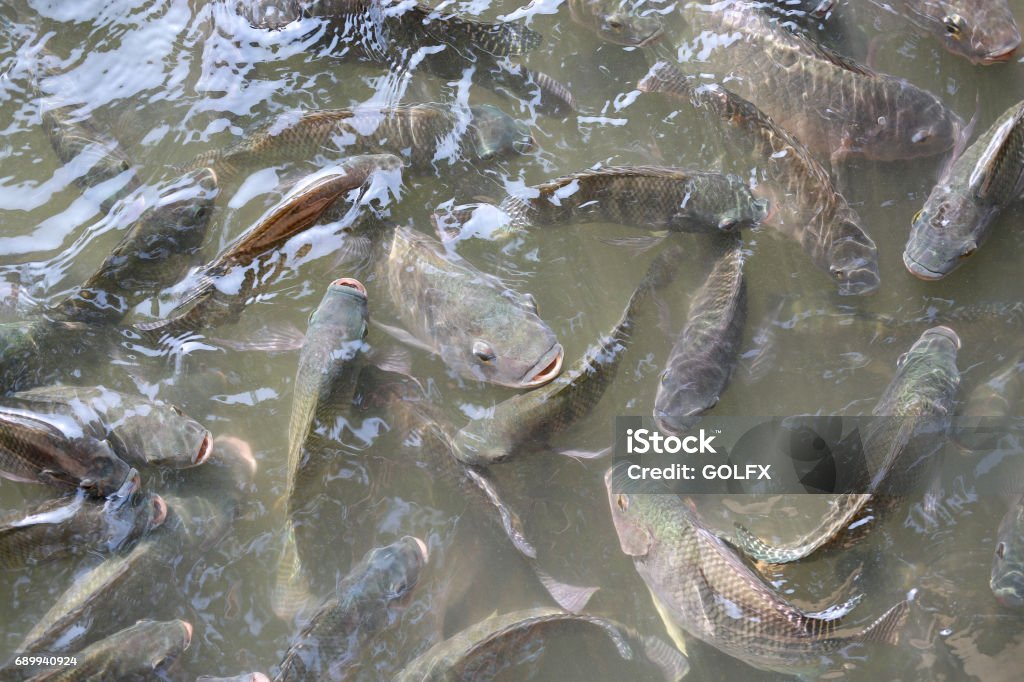 Tilapia Fish swimming in a pond. Tilapia Stock Photo