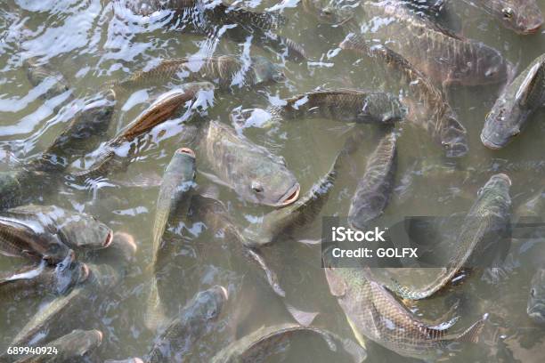 Tilapia Fish Swimming In A Pond Stock Photo - Download Image Now - Tilapia, Vitality, Africa