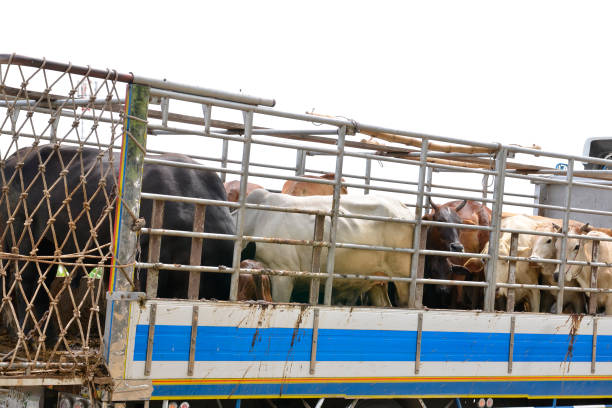 istock Asian beef farm truck 689947234