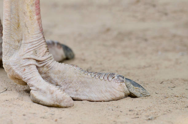 istock Note the long eyelashes to protect the eyes on ostrich 689947254