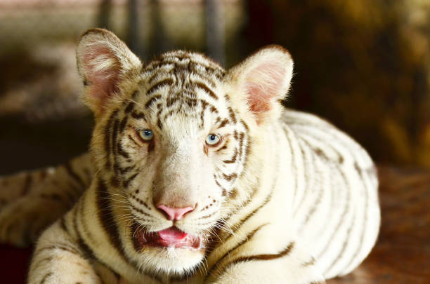 istock Tiger in a zoo in Park in Thailand 689947334