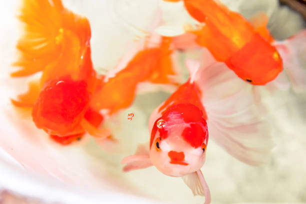 istock Selective focus on golden fish in well, abstract animal background. 689947428