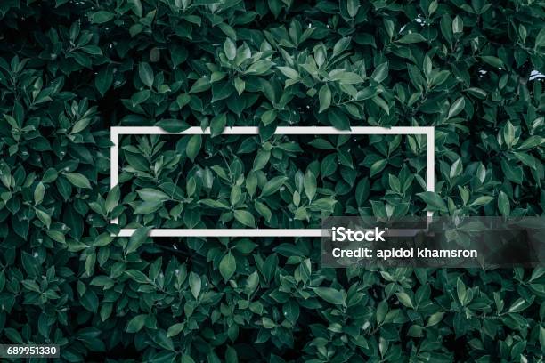 Blank For Advertising Card Or Invitation Stock Photo - Download Image Now - Backgrounds, Leaf, Lush Foliage