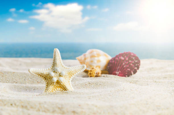 istock Starfish with few shells on the golden beach 689951826