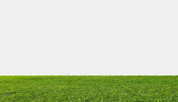 白い背景に隔離された緑の草原 - 芝草 ストックフォトと画像