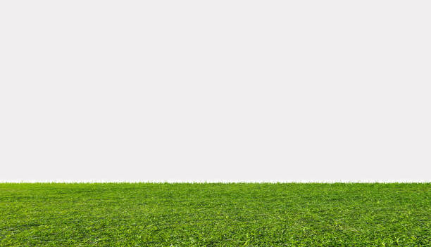 Green grass field, isolated on white background
