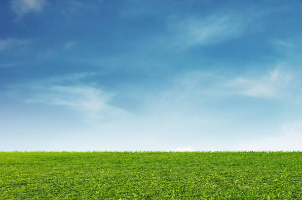 Green grass field with blue sky and white clouds background stock photo