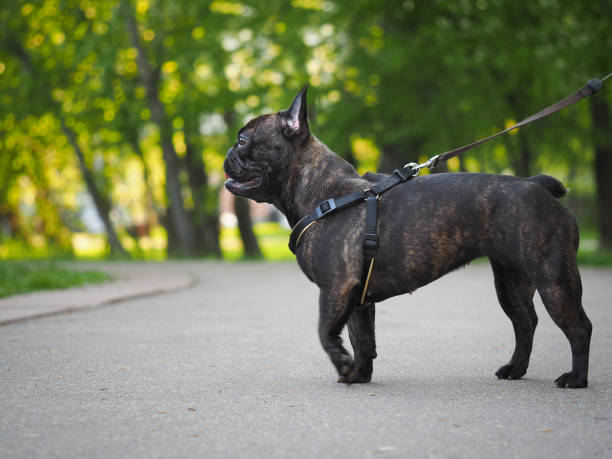 istock dog on a leash for a walk in the Park 689955284