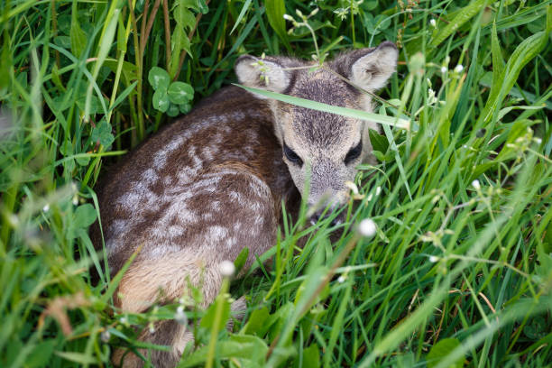 istock Young wild roe deer in grass, Capreolus capreolus. New born roe deer, wild spring nature. 689959418