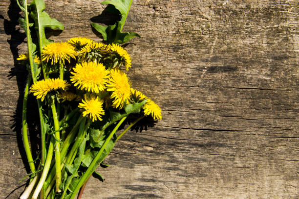 istock Yellow dandelion flowers on rustic wooden background. Top view 689959618
