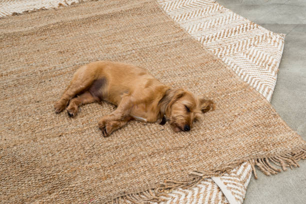 pet pes spí na koberci - irský teriér - stock snímky, obrázky a fotky