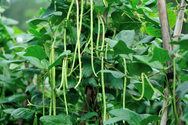 istock long bean plants in growth at vegetable garden 689963766