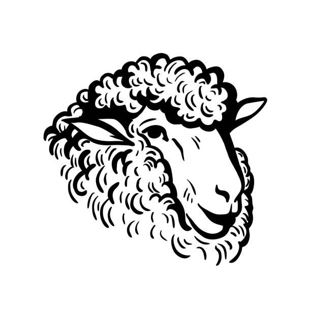 ilustrações de stock, clip art, desenhos animados e ícones de farm animals. sheep head sketch - eating silhouette men people