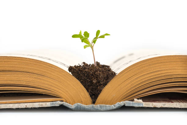 白の背景、教育やリサイクルの概念に分離されて、古いの開いた本から生長する植物 - old isolated on white old fashioned book ストックフォトと画像