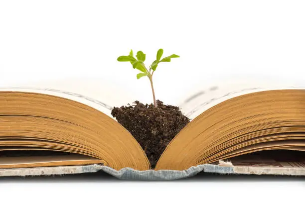 Photo of Plant growing from an old opened book,  isolated on white background, education or recycling concept