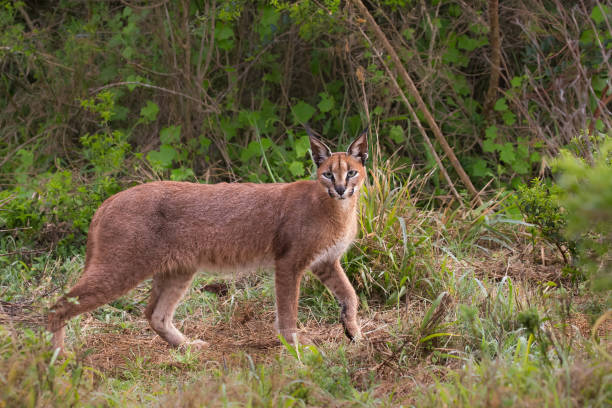 istock Adult wild Caracal walking through scrub 689974722