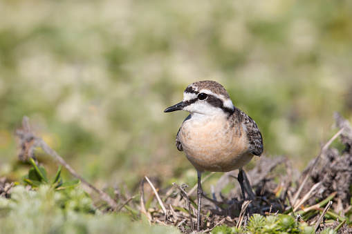 Adult Kittlitz's Plover (Charadrius pecuarius) against blurred background, South Africa