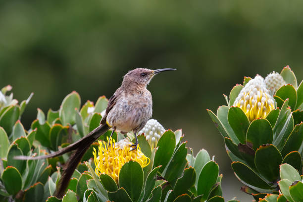 istock Male Cape Sugarbird on Protea flower 689975580