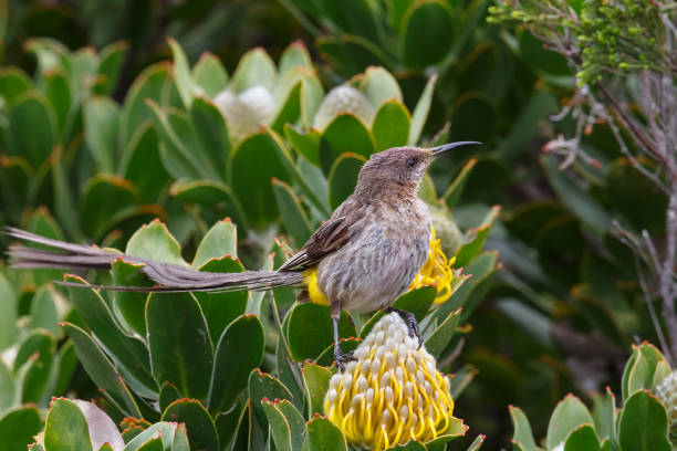 istock Male Cape Sugarbird on Protea flower 689976156