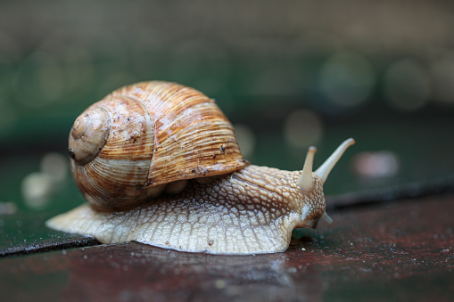 close up shot of two snails hugging each other