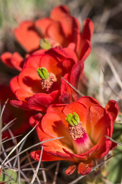 カリフォルニア州アンザボレゴ州立公園で開花するハリネズミサボテン - echinocereus ストックフォトと画像