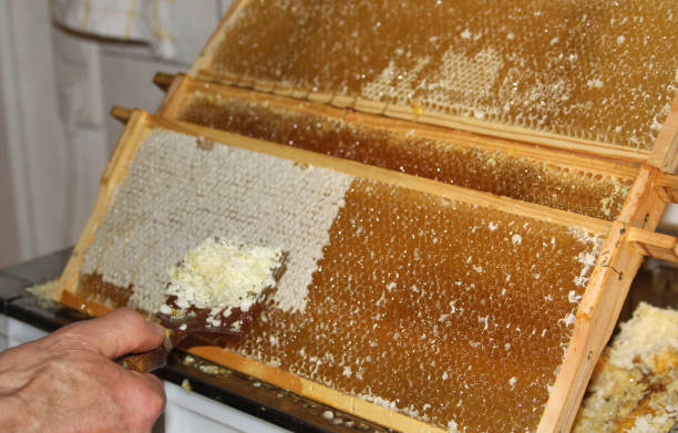 istock apiculture: preparing honeycombs for the centrifuge 689979712