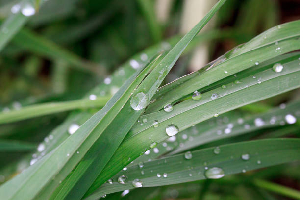 istock Green grass after rain with dew drops. 689979722