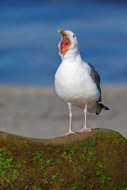 istock California Gull calling from a rock on a beach 689980070