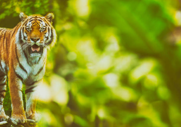 istock Siberian tiger in the jungle standing looking at camera 689980334