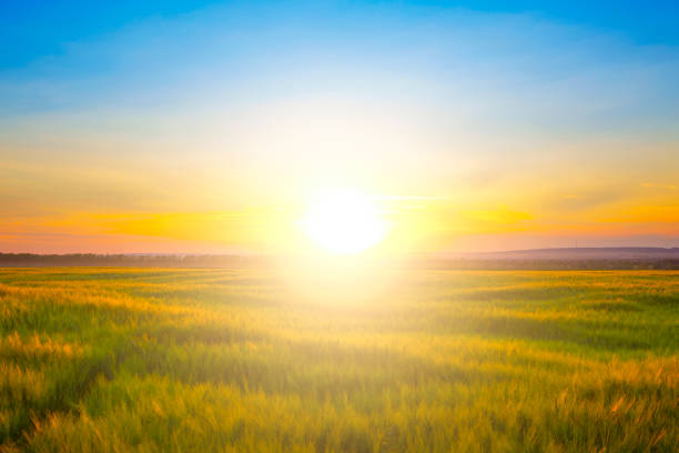 istock Wheat field on beautiful sunset. Nature background 689982914