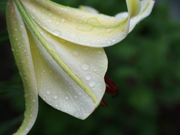 Raindrops on the white lily flower with nature backyard backgrounds. Focus on raindrops.