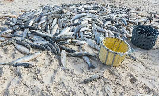 Result of artisanal fishing. Fish in the sand and baskets.