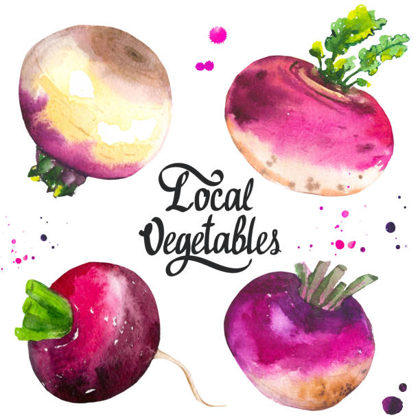 ilustrações, clipart, desenhos animados e ícones de conjunto com nabos diferentes e rabanete. comida orgânica fresca. vegetal da pintura da ilustração da aguarela - turnip