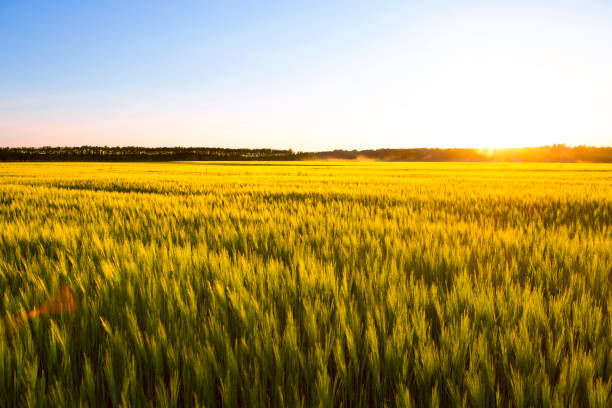 istock Sunset over wheat field. Beautiful sunset. Nature background 689984048