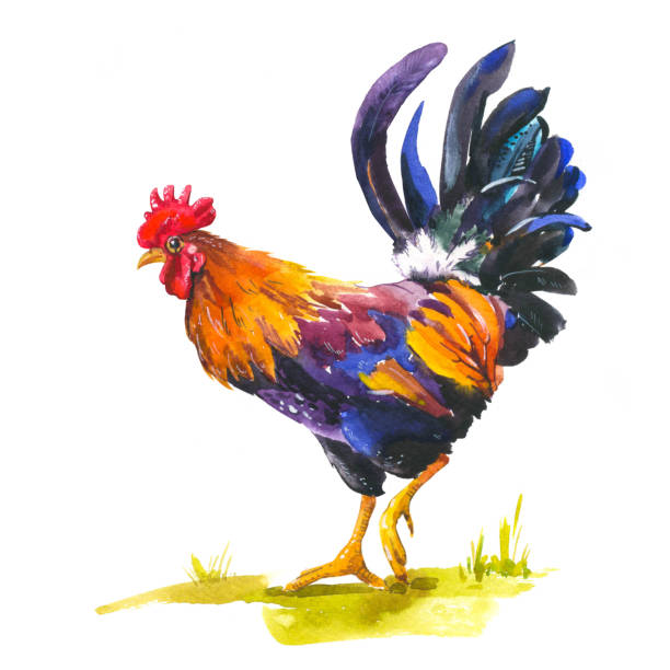 istock Realistic illustration of multicolor rooster on white background. Watercolor hand-drawn domestic bird. 2017 Chinese New Year  the . Poster with symbo 689984140