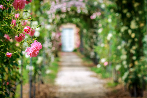 Beautiful roses on arches in the ornamental garden with footpath.