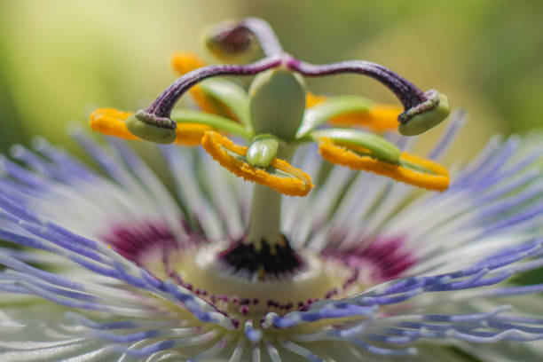 istock Passion flower stamens macro photography. 689986476