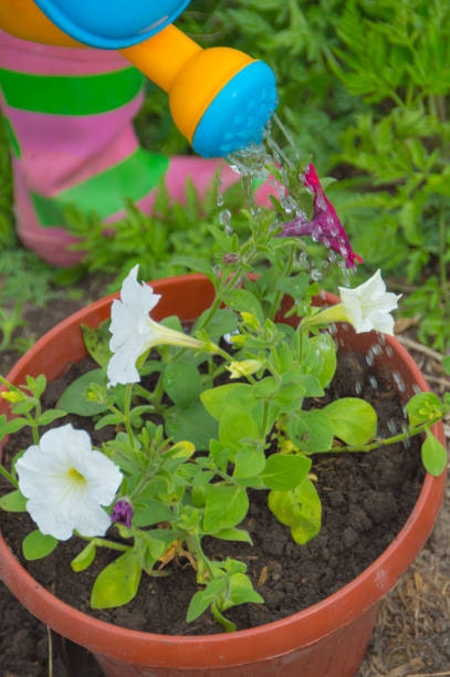 istock flowers in a pot watered with a small watering can 689987630