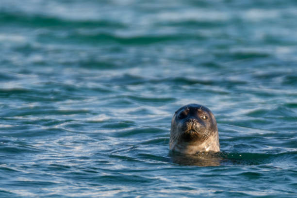 Grey seal looking directly at the camer from the water in Northern Norway.