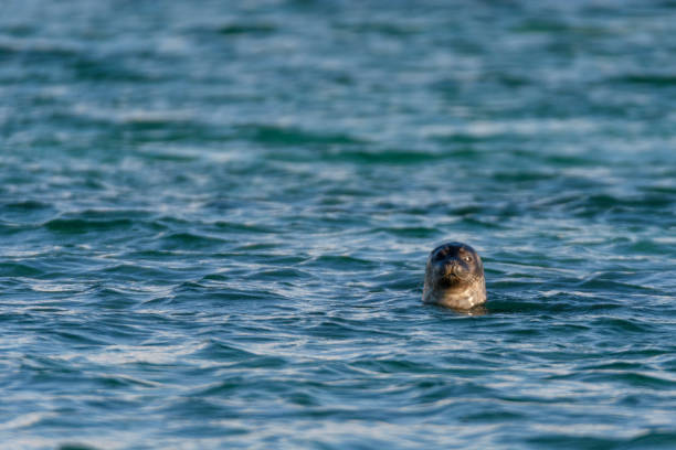 istock Grey seal looking directly at the camer from the water 689989908
