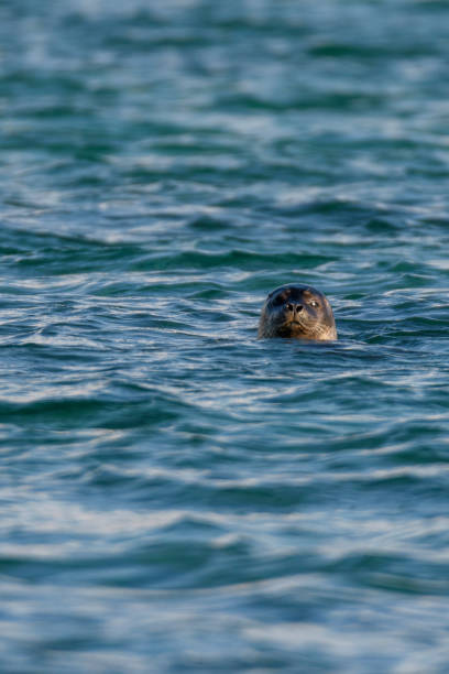 istock Grey seal looking directly at the camer from the water 689990212