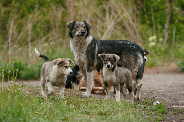 istock Mother Dog And Her Puppies 689990282