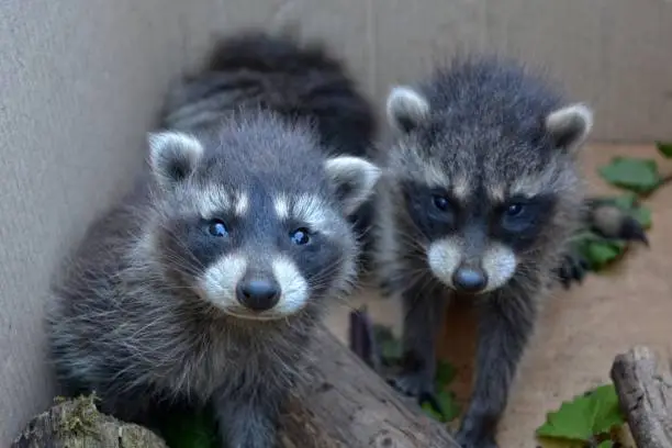 Two  sweetness small racoons baby ook forwards