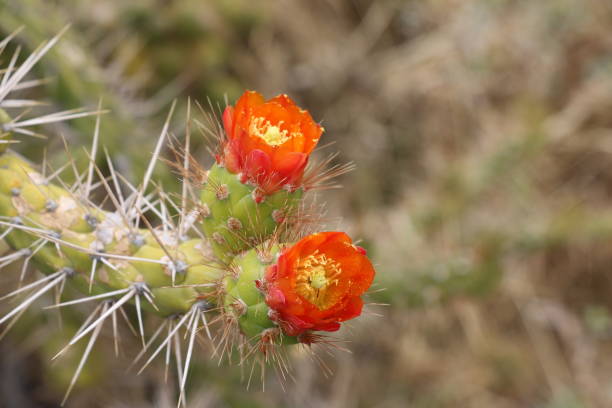 istock Wild desert cactus flower. Somewhere in Bolivia. 689994484