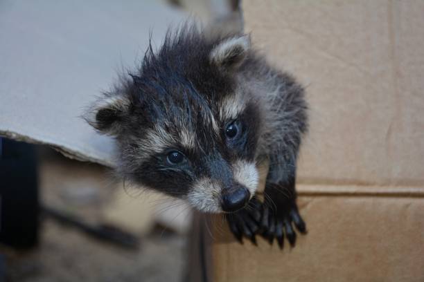 istock A small racoon  looks from a cardboard 689996768