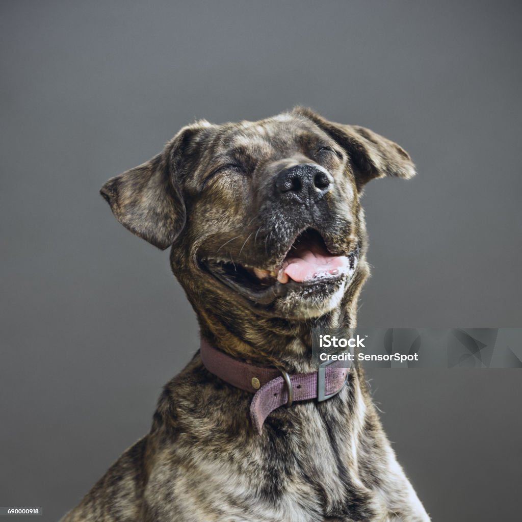 Dog with human expression Close up portrait of big pitbull dog laughing against gray background. Pitbull dog with human expression. Sharp focus on eyes. Square studio portrait. Dog Stock Photo