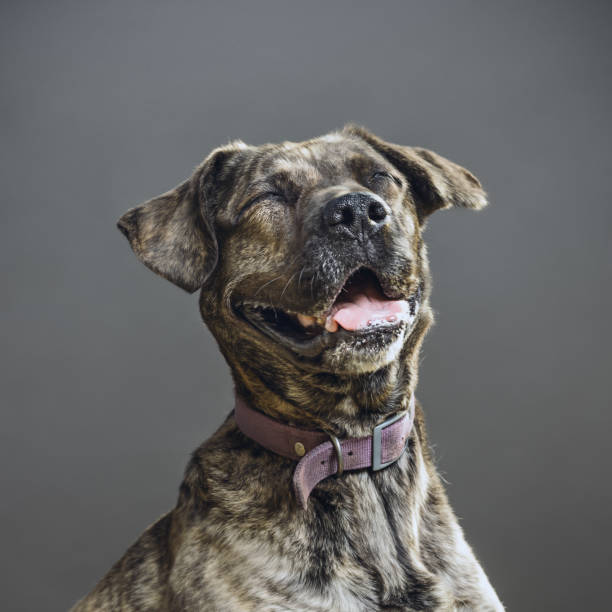 Dog with human expression Close up portrait of big pitbull dog laughing against gray background. Pitbull dog with human expression. Sharp focus on eyes. Square studio portrait. exhilaration photos stock pictures, royalty-free photos & images