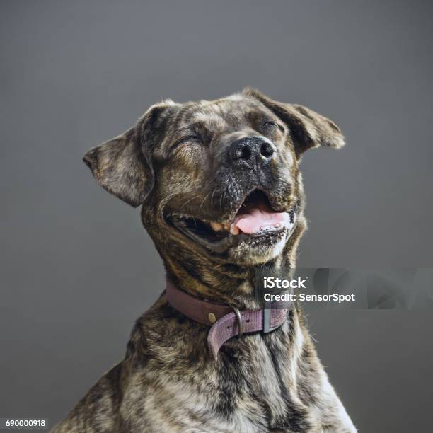 Dog With Human Expression Stock Photo - Download Image Now - Dog, Happiness, Humor