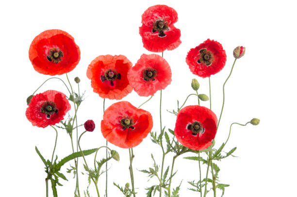 istock red poppies isolated on white background 690001196